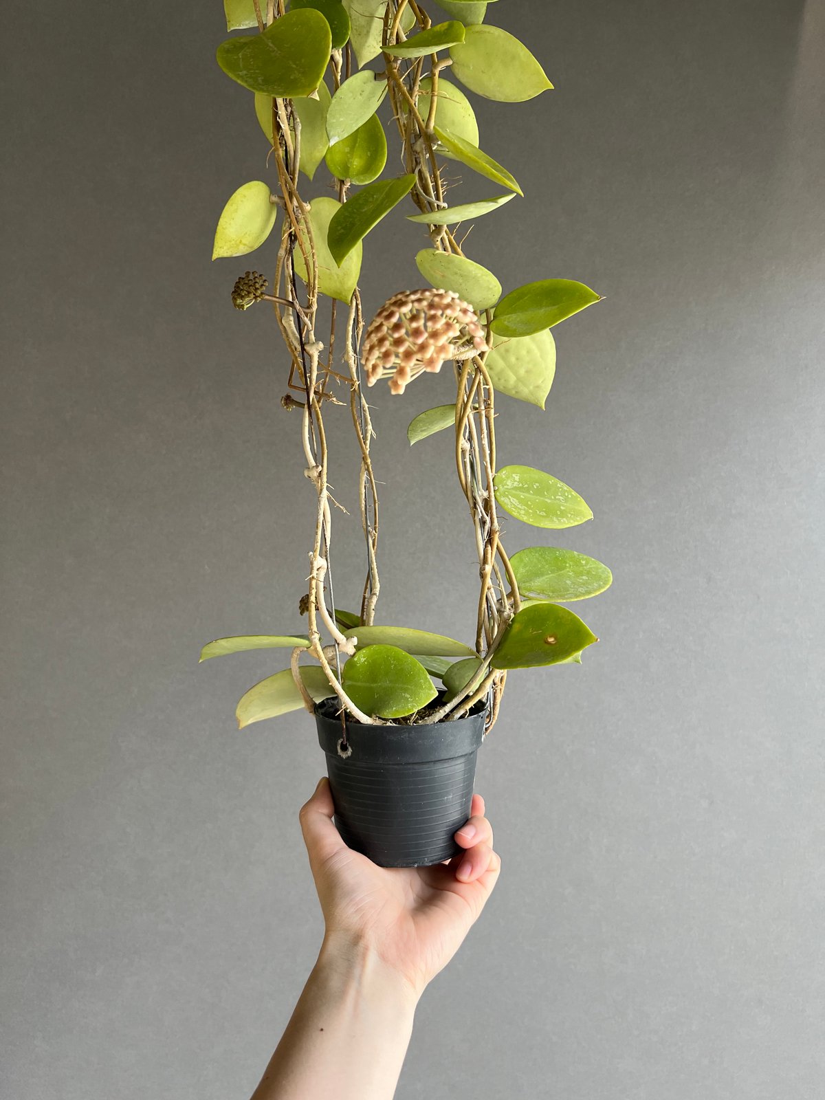 ホヤ パラシティカ ハートリーブス 「Hoya parasitica heart leaves