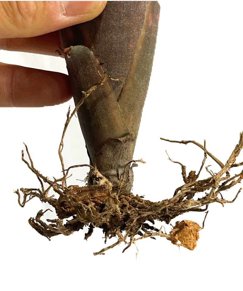 Billbergia Incendiary Delight 抜き苗 fit=scale-down,w=1200