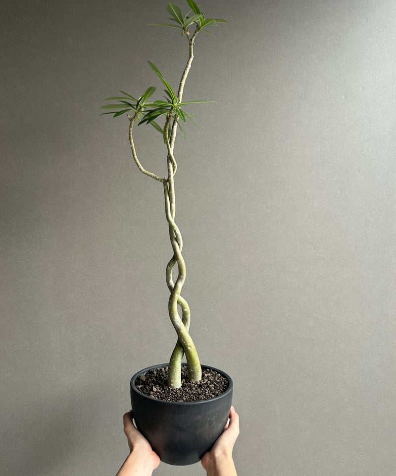 超大株 アデニウム　ソマレンセ アデニウム ソマレンセ タワー「Adenium somalense. Tower 」56H