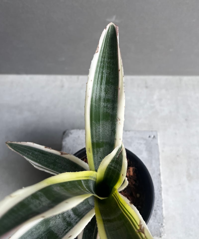 エクメア オットー 「Aechmea Otto」4A | SHOUCHIKUEN