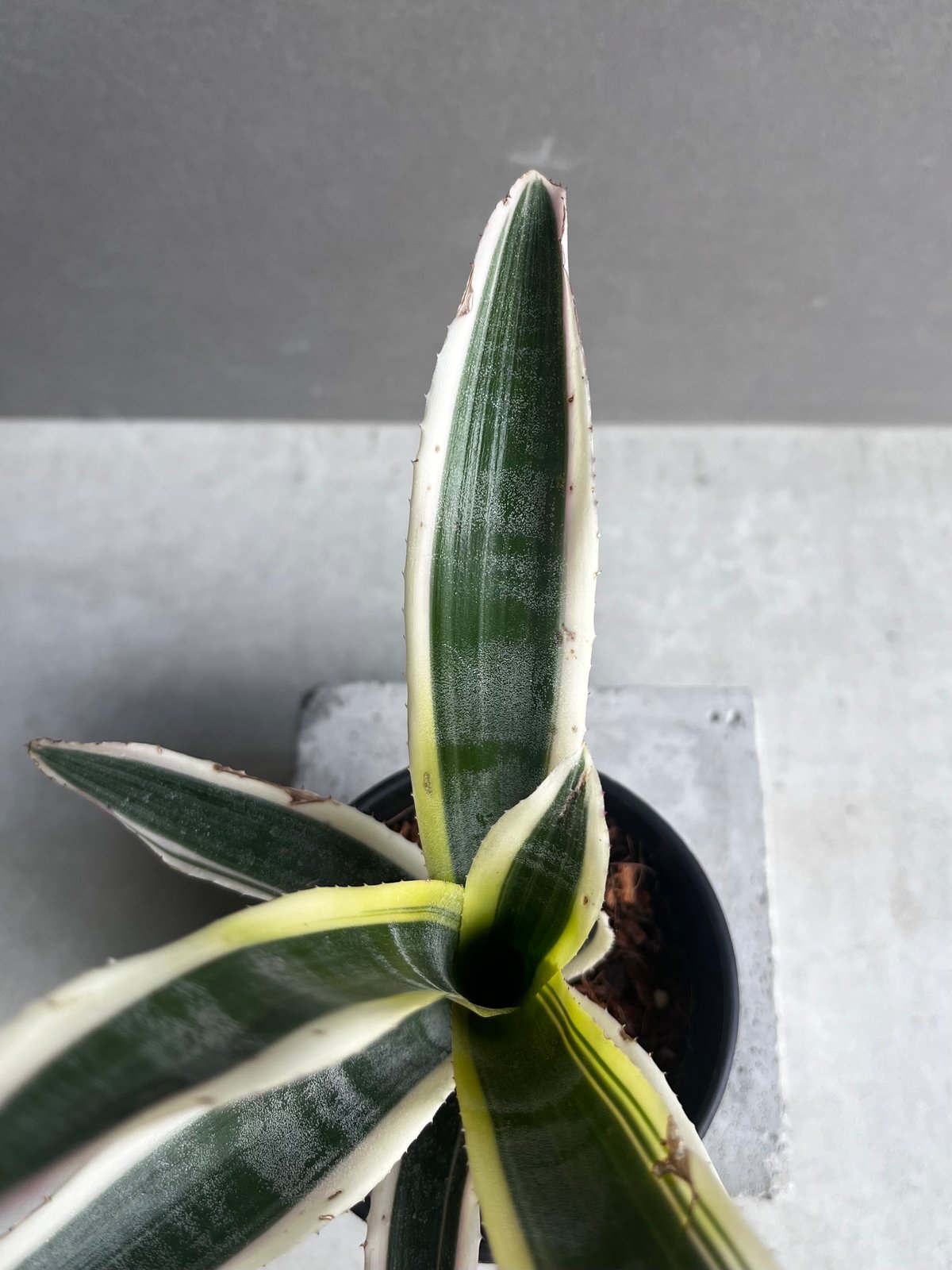エクメア オットー 「Aechmea Otto」4A | SHOUCHIKUEN