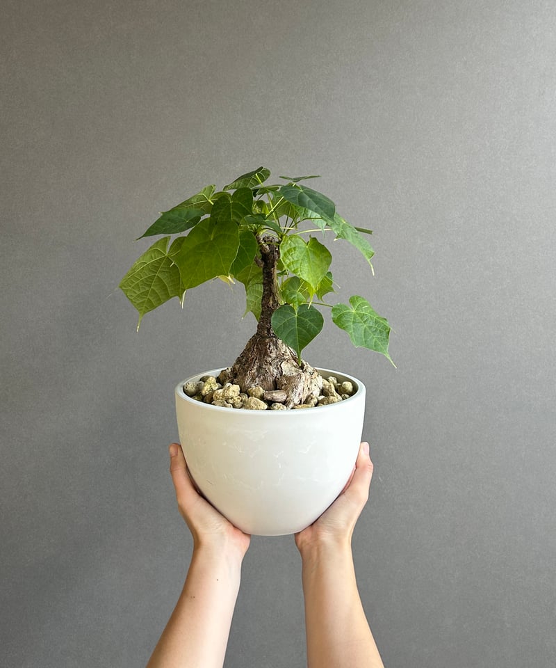 フィルミアナ コロラータ 「Firmiana colorata」56G | SHOUCHIKUEN