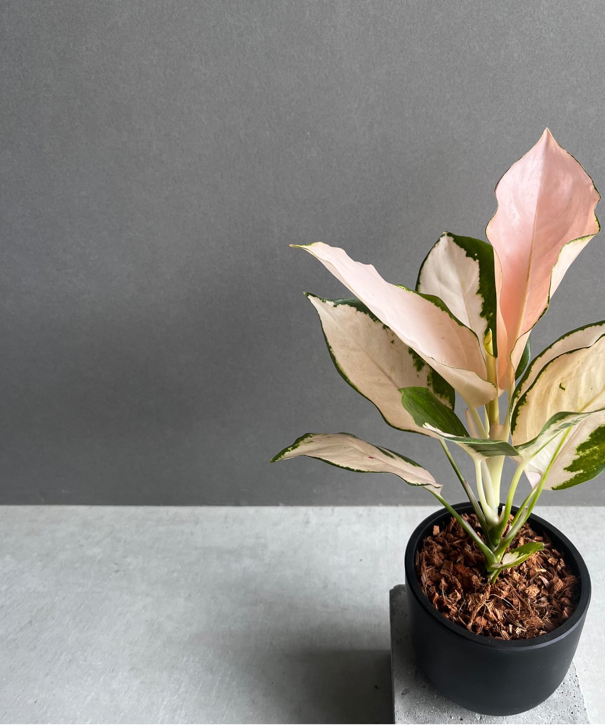 アグラオネマ コーチン ピーチ 「Aglaonema Cochin.Peach」49B