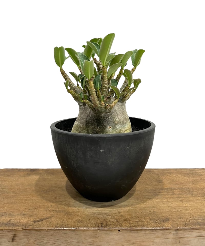 アデニウム アラビカム ドワーフ “ブラック” 「Adenium arabicum