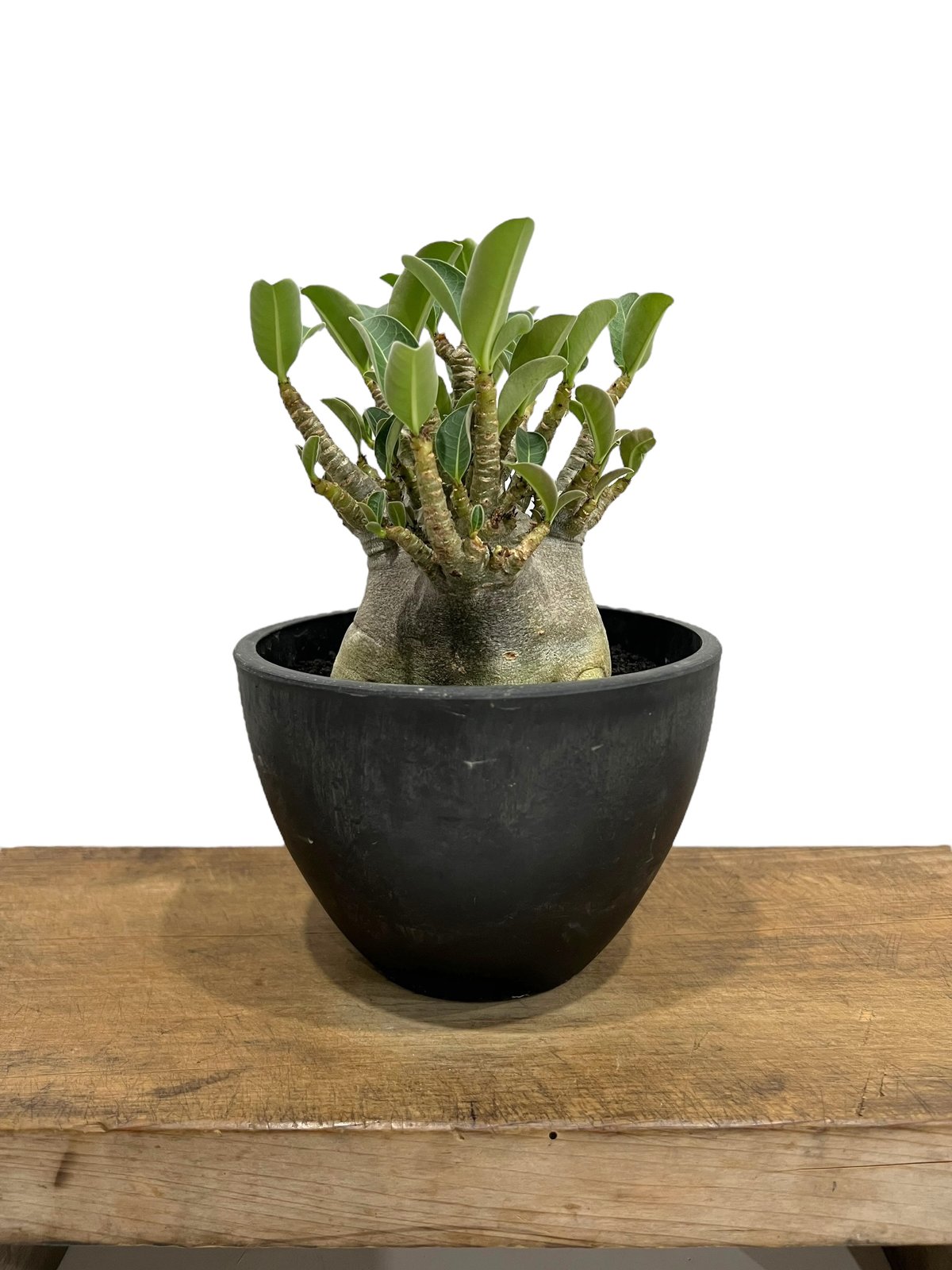 アデニウム アラビカム ドワーフ “ブラック” 「Adenium arabicum