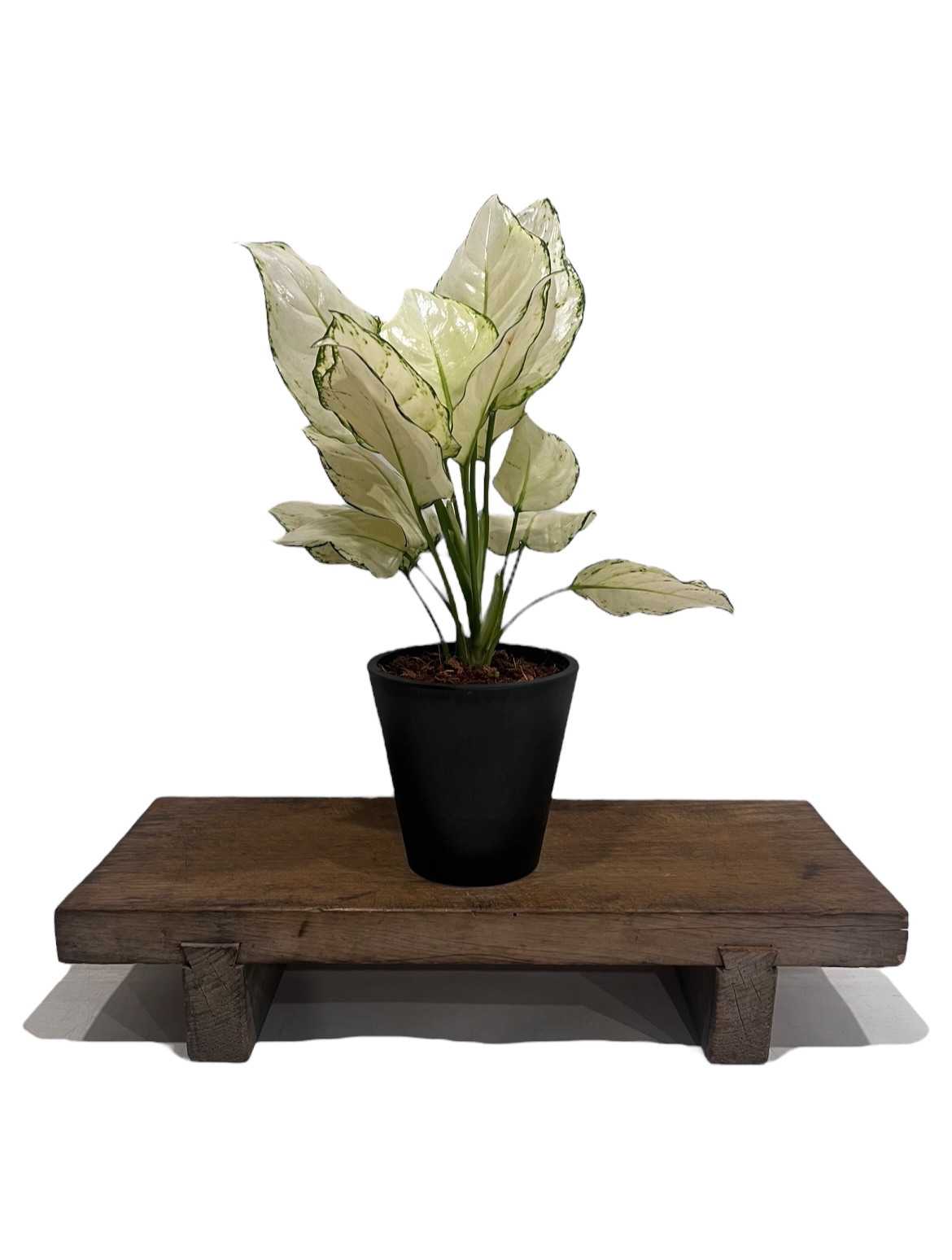 アグラオネマ アンヤマニー ホワイト 「Aglaonema Unyamanee