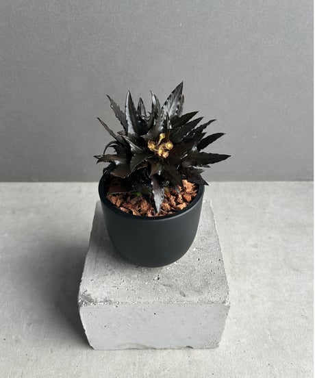 弁慶柱　rook　20株 弁慶柱 rook 20株 SHOUCHIKUEN