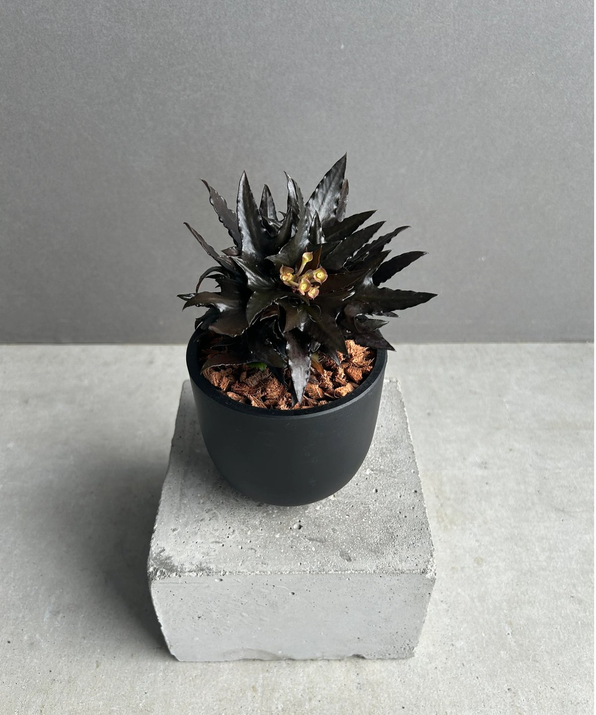 ユーフォルビア　フランコイシー　エスプレッソ ユーフォルビア フランコイシー “エスプレッソ”「 Euphorbia