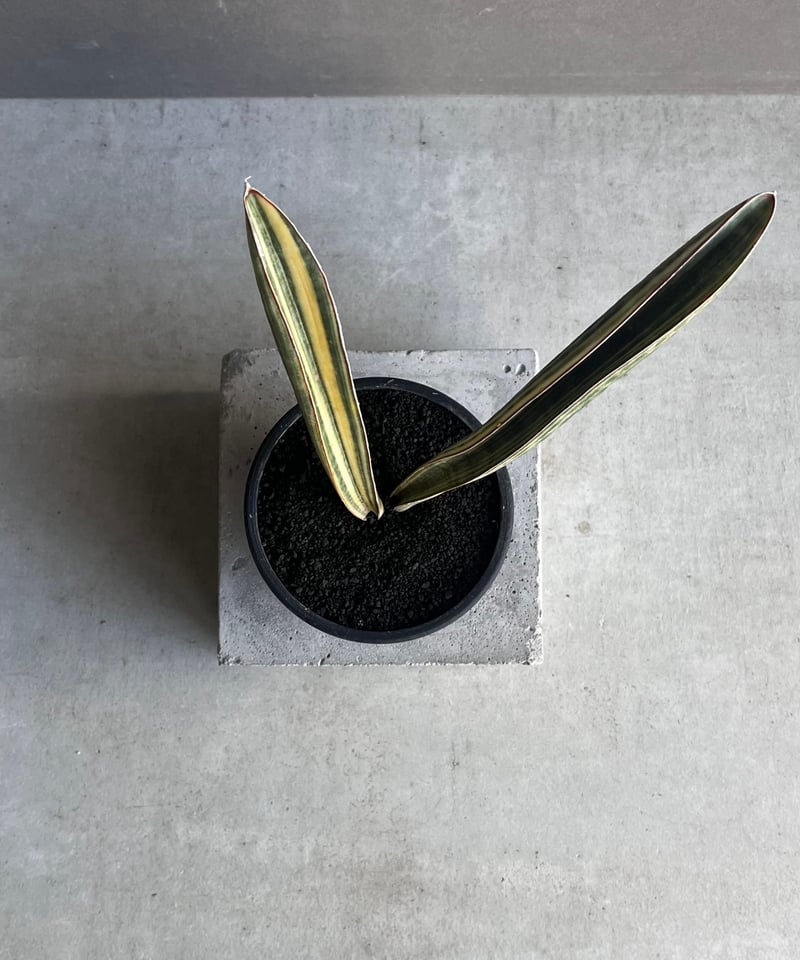 サンセベリア ハリー ベースボールバット 斑入 「Sansevieria hallii