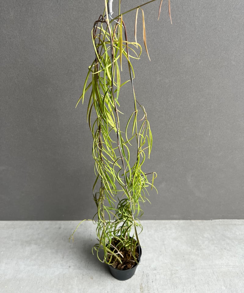 専用＊0927＊ホヤ ＊ステノフィラ Hoya stenophylla ホヤ ステノフィラ 希少 ホヤ植物 ホヤの花