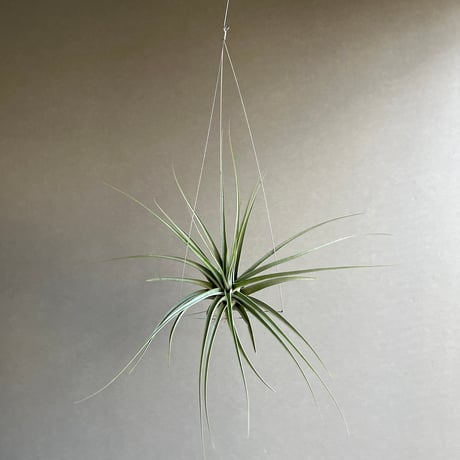 ティランジア | STORES