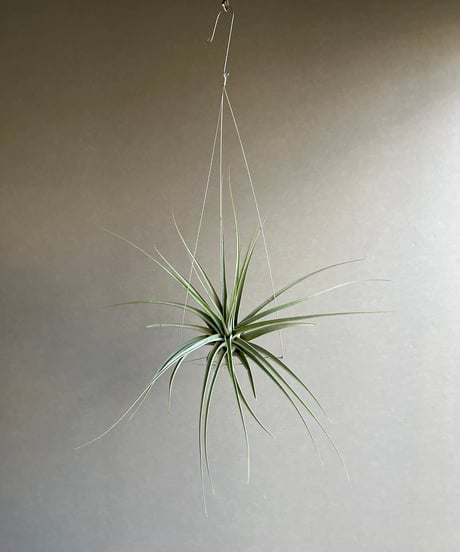 専用　フローレンス錦　抜き苗 hima様専用