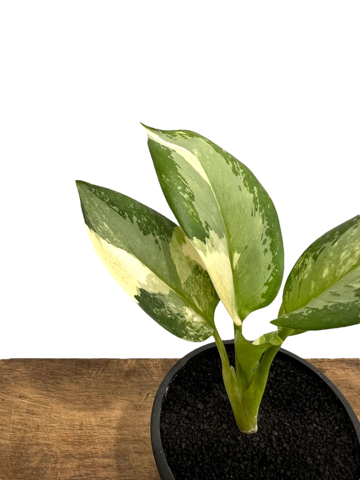 アグラオネマ スワンナプーム「Aglaonema Suvarnabhumi」93C-2 | S