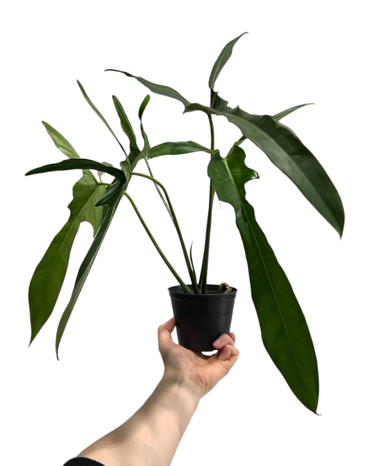 【レア】フィロデンドロン　レラノミヤノ　斑入り レア】フィロデンドロン レラノミヤノ 斑入り - メルカリ