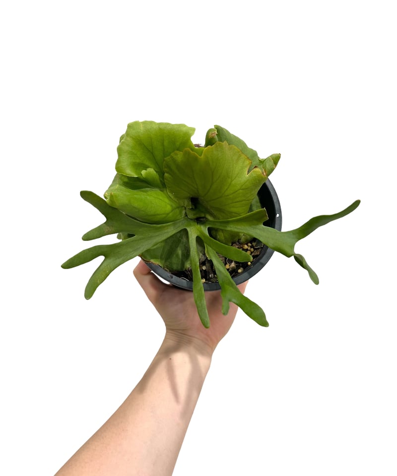 ビカクシダ キッチャクード細葉(by ヌクル) 「Platycerium kitshakoo