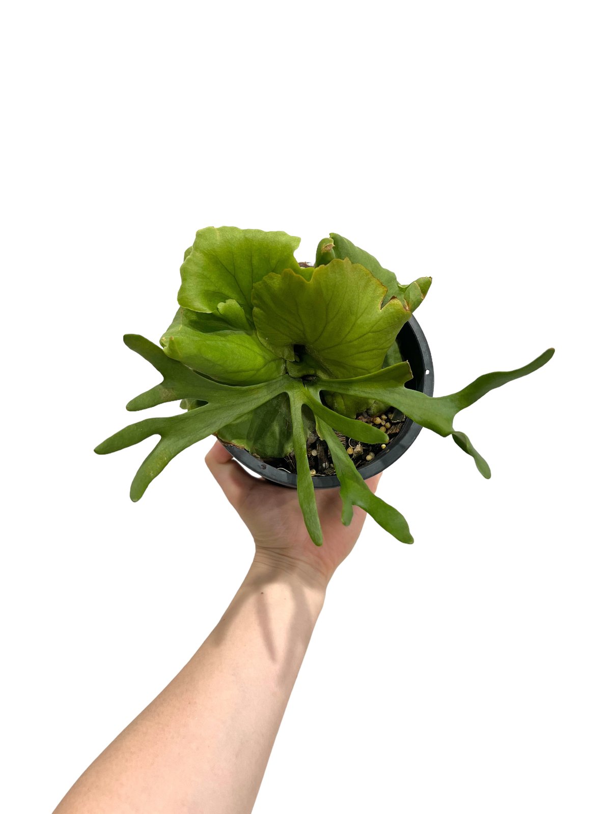 ビカクシダ キッチャクード細葉(by ヌクル) 「Platycerium