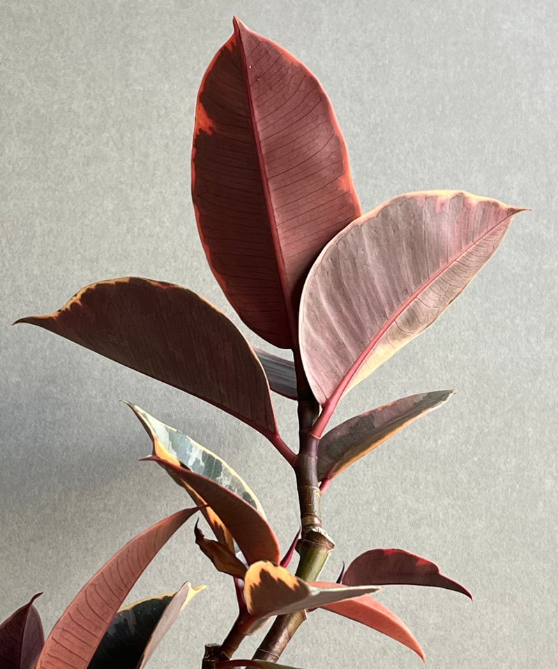 フィカス ルビー “カービング” 「Ficus elastica Ruby」77N | SHO