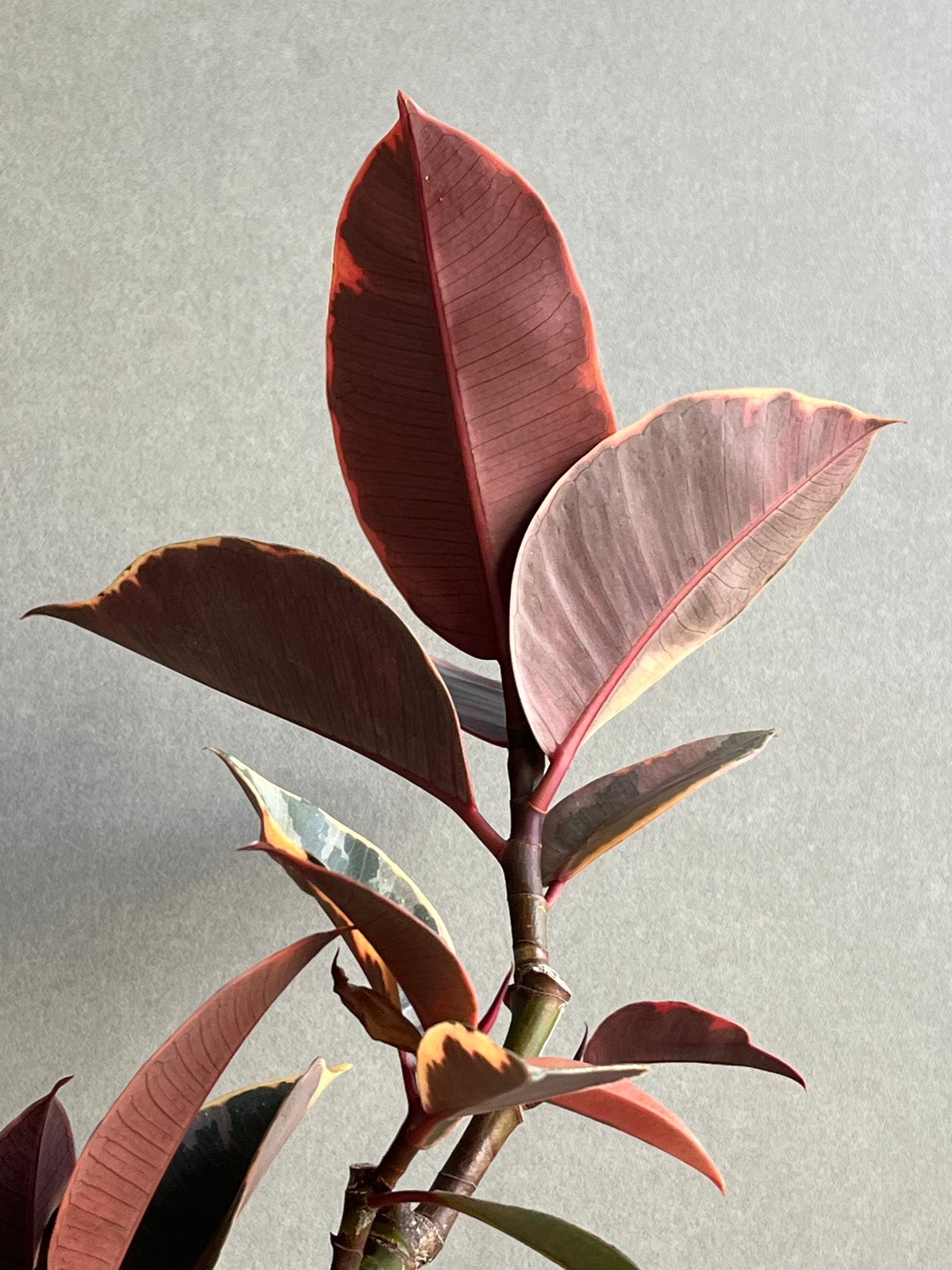 フィカス ルビー “カービング” 「Ficus elastica Ruby」77N | SHO