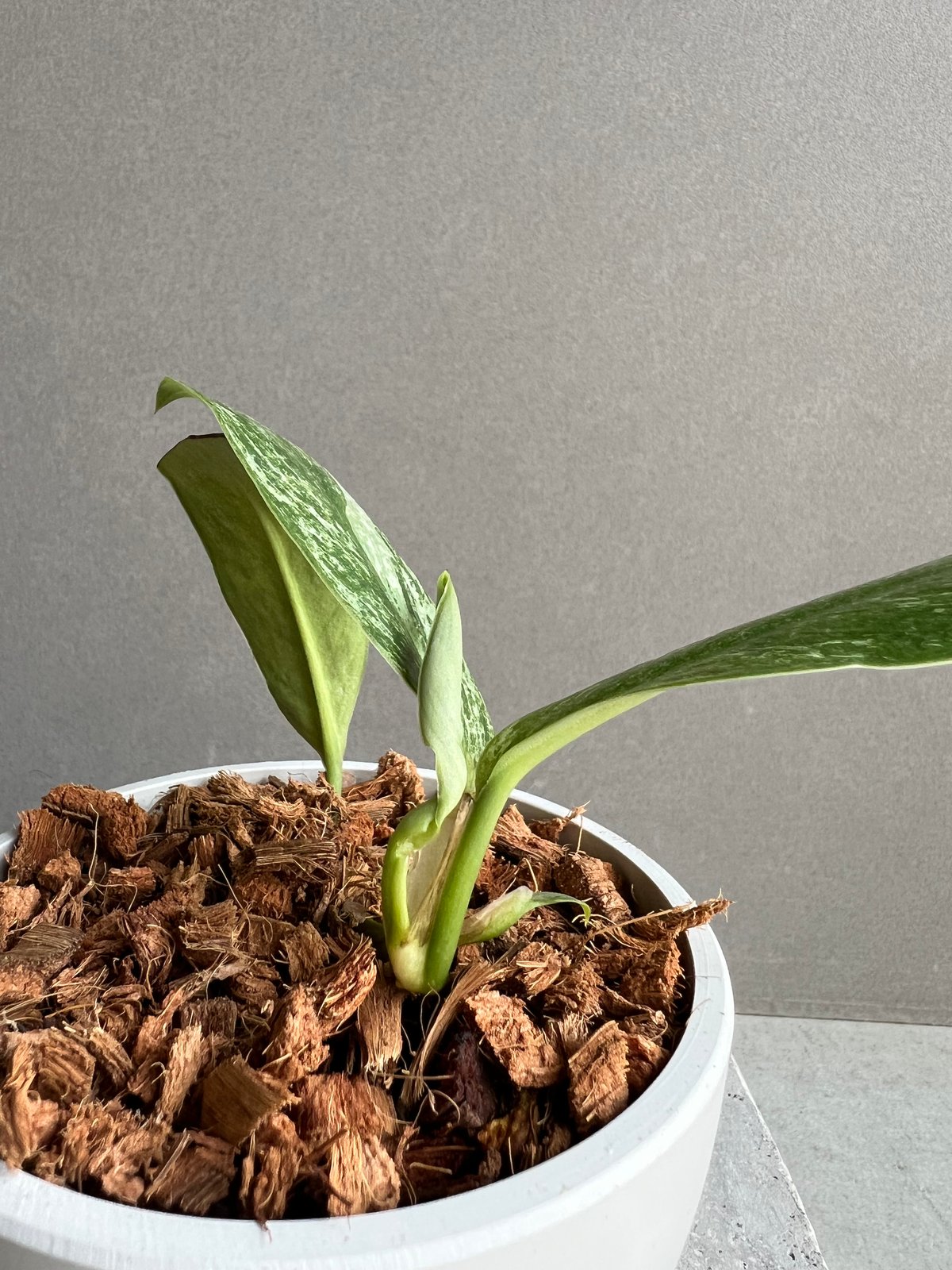 ラフィドフォラ sp. ドワーフ ミント 「Rhaphidophora sp. dwarf ラフィドフォラ sp. ドワーフ ミント 「Rhaphidophora sp. dwarf