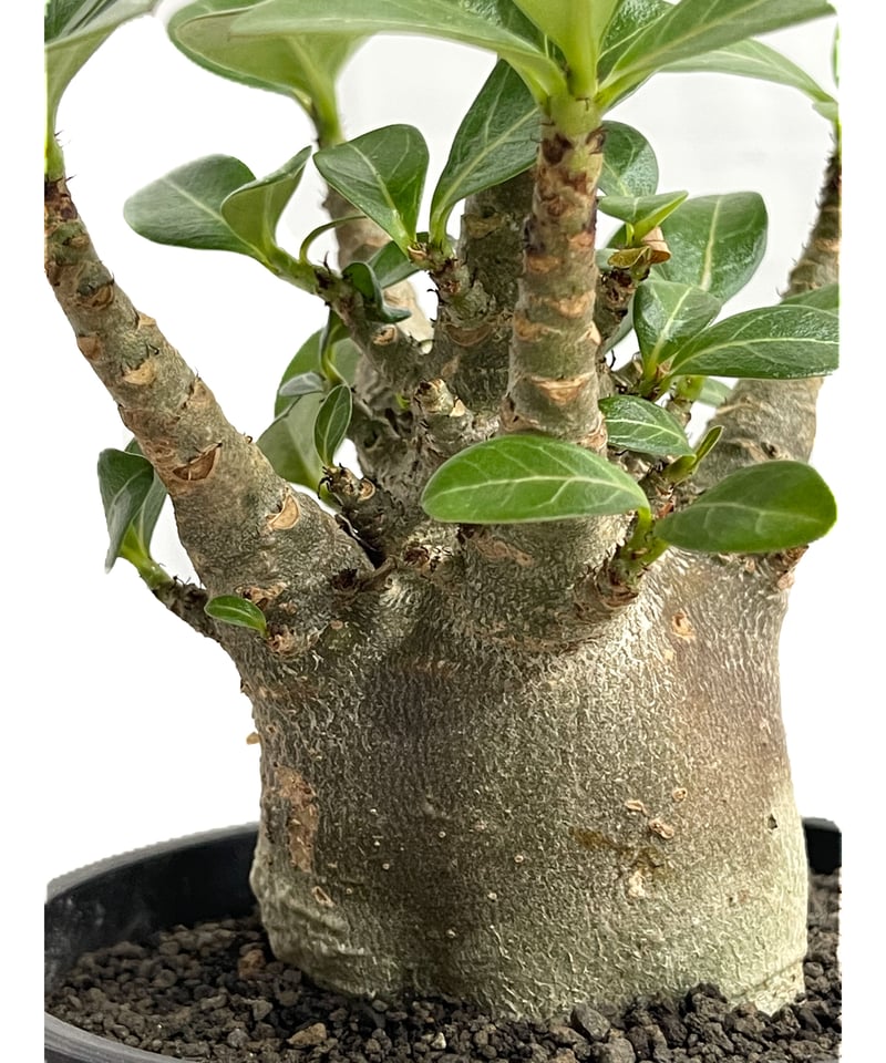 アデニウム アラビカムドワーフ タイプ “ブラック”「Adenium arabicum