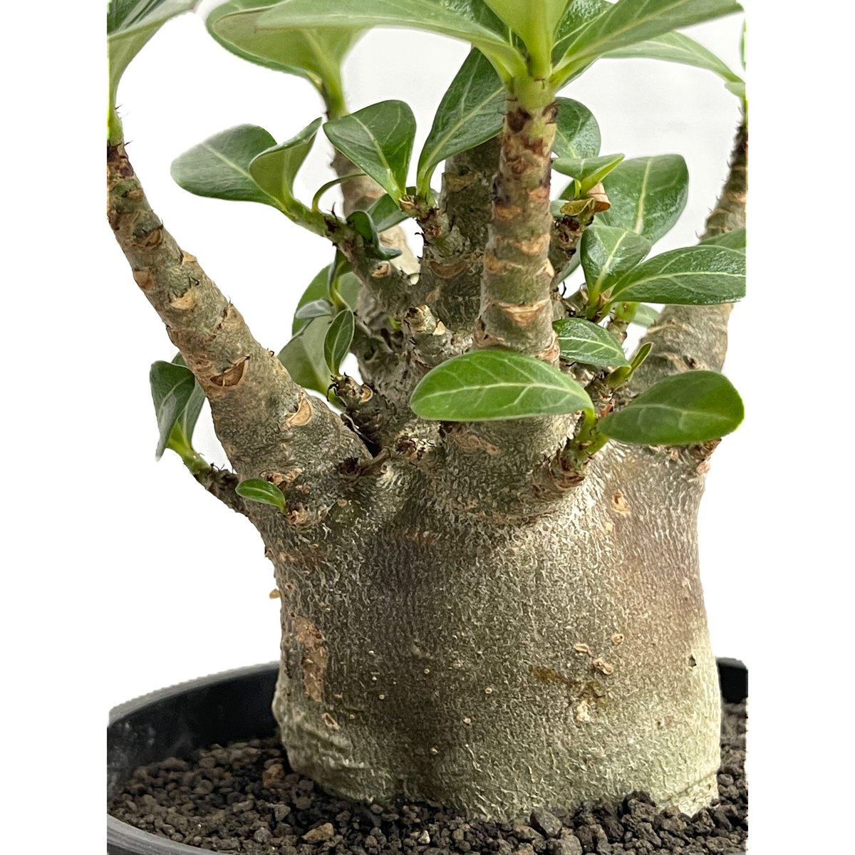 アデニウムアラビカム アデニウム アラビカムドワーフ タイプ “ブラック”「Adenium arabicum