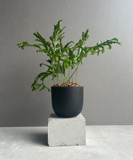 流通皆無‼️✩.*˚ウンベラータ 斑入り ✩.*˚ 2 流通皆無‼️✩.*˚ウンベラータ 斑入り ✩.*˚ 2 - メルカリ