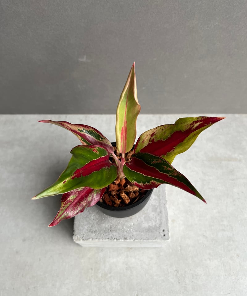 アグラオネマ レッドサンダー 「Aglaonema Red Thunder」53E