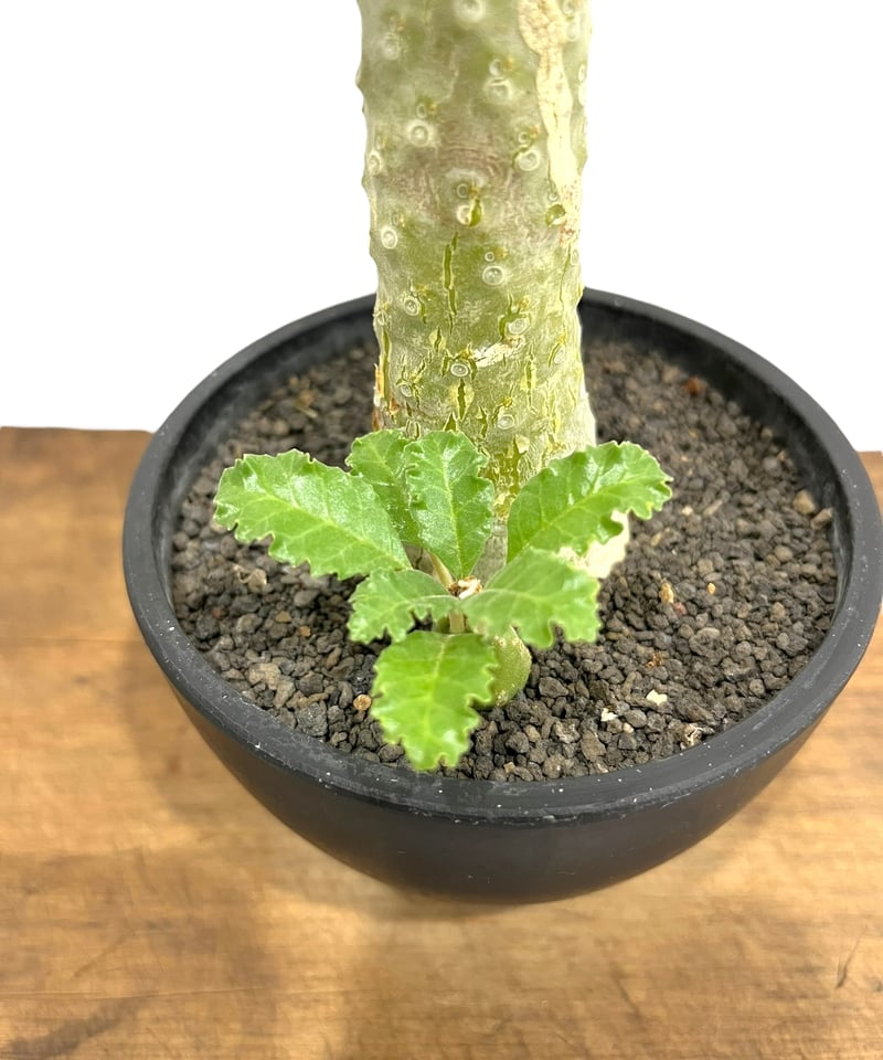 AAA　ドルステニア　ラブラニー ドルステニア ラブラニー 「Dorstenia lavrani 」52A | SHOUCHIKUEN