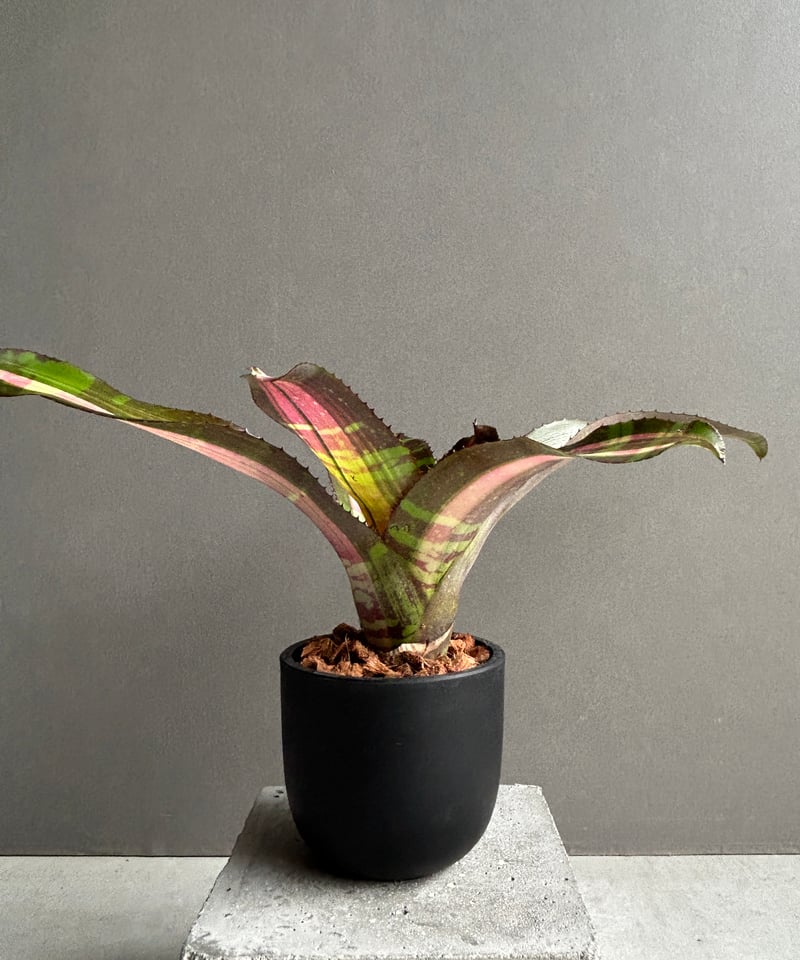 ネオレゲリア ダース モール 斑入 ( new release 2025 ) 「Neoreg