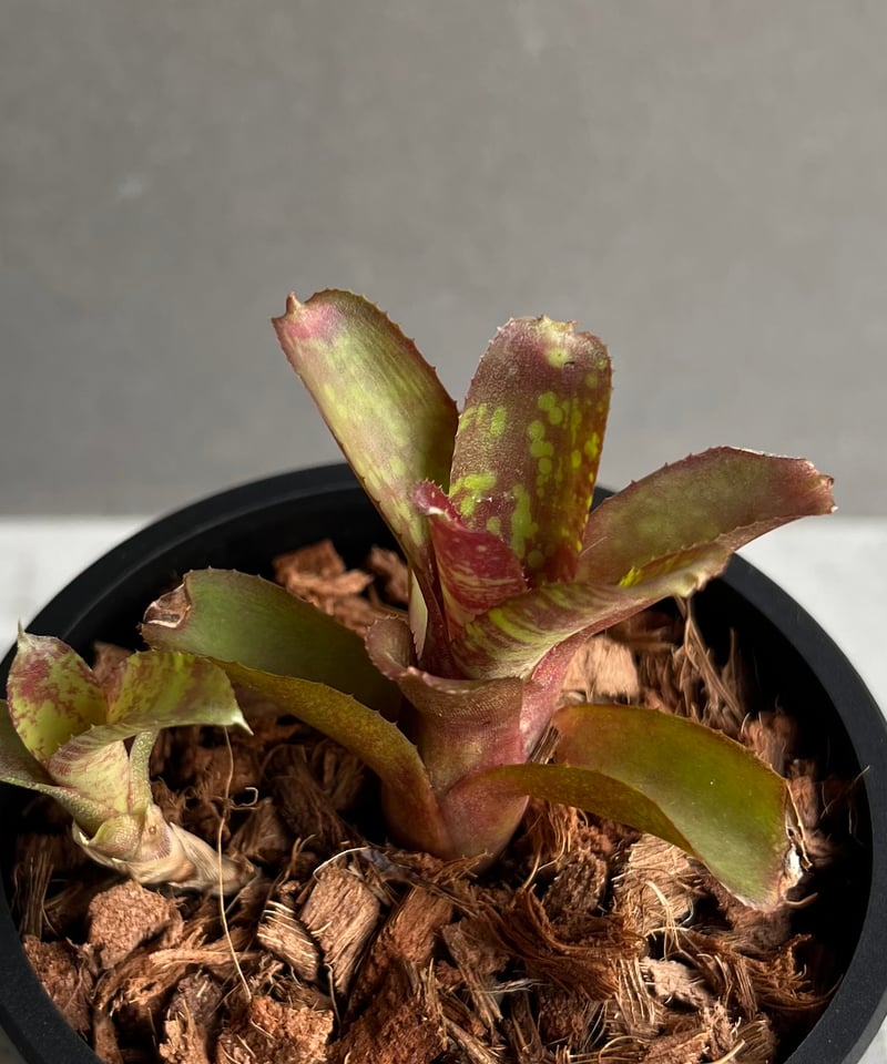 ネオレゲリア サクラ 「Neoregelia Sakura」43C | SHOUCHIKUEN