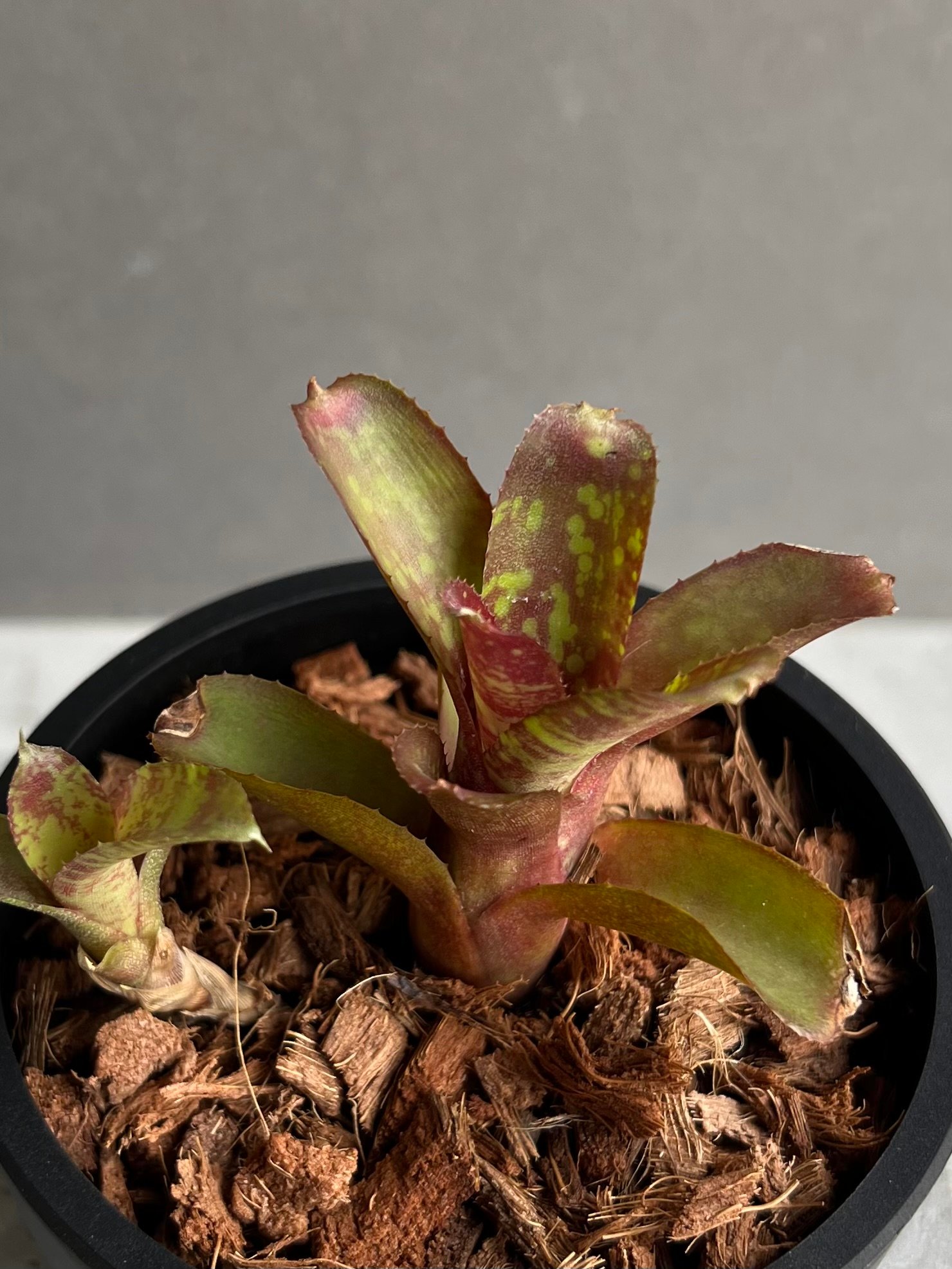 ネオレゲリア サクラ 「Neoregelia Sakura」43C | SHOUCHIKUEN