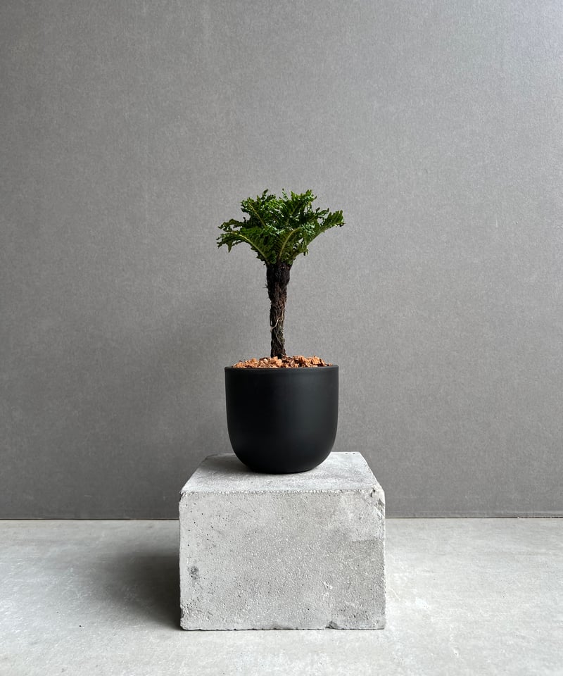 ブレクナム ギッバム ドワーフ 「Blechnum gibbum Dwarf 」74D