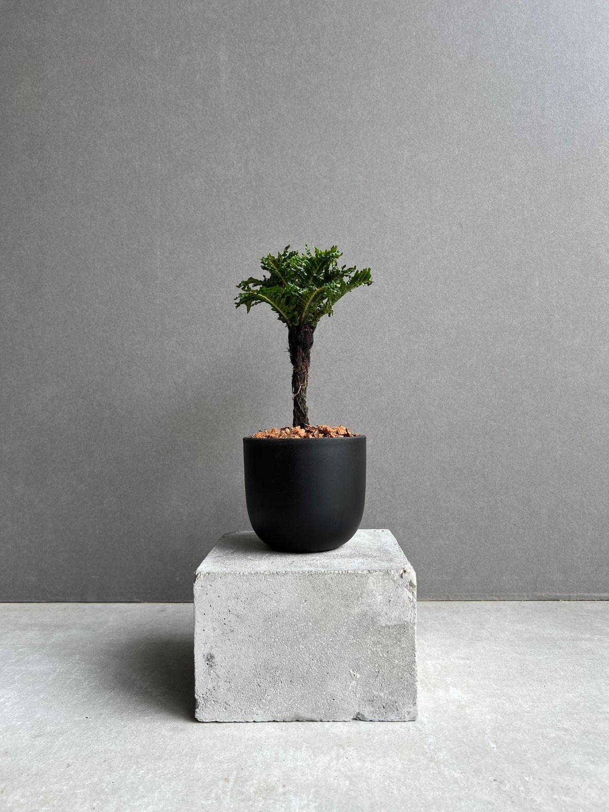 ブレクナム ギッバム ドワーフ 「Blechnum gibbum Dwarf 」74D | S