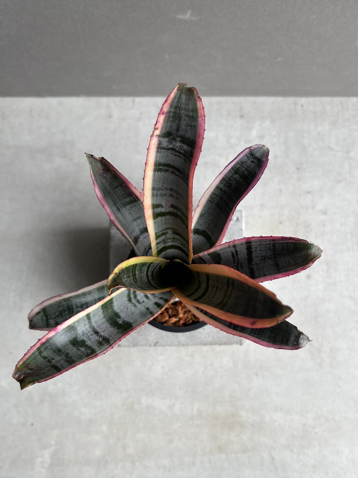 エクメア オットー 「Aechmea Otto」90B | SHOUCHIKUEN
