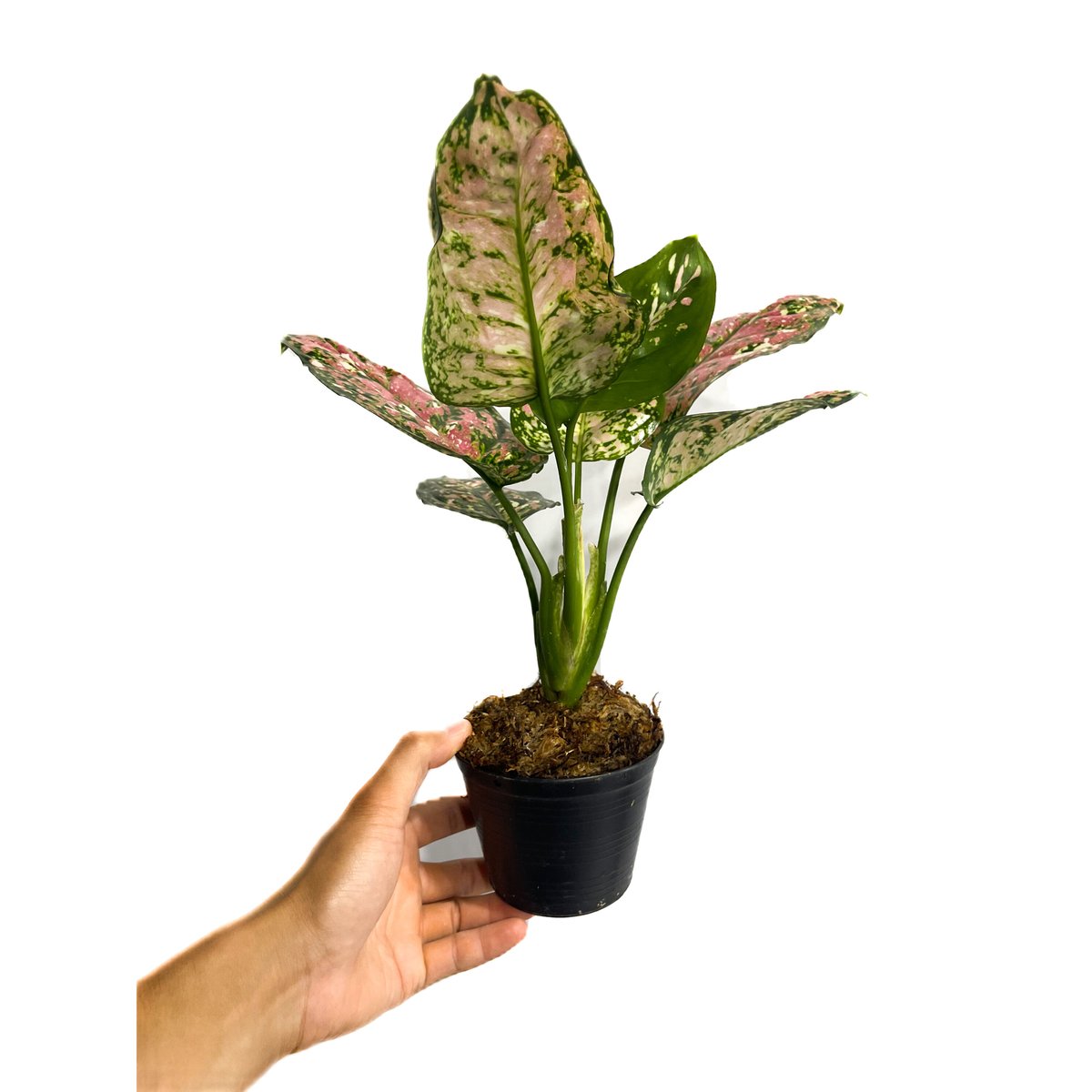 アグラオネマ ダイヤモンド トリカラー Aglaonema アグラオネマ ダイヤモンド トリカラー Aglaonema ビューティー