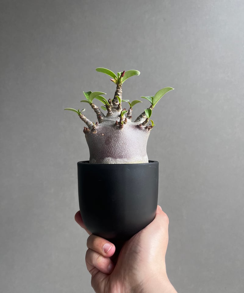 超希少❗️アデニウム　ドワーフ✨ アデニウム アラビカム スーパー ドワーフ “ブラック”「Adenium