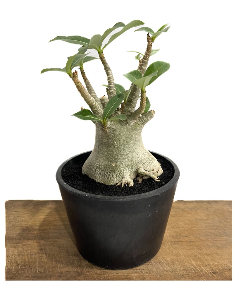 アデニウム アラビカム 「Adenium arabicum 」6/5-696 | SHOUCH