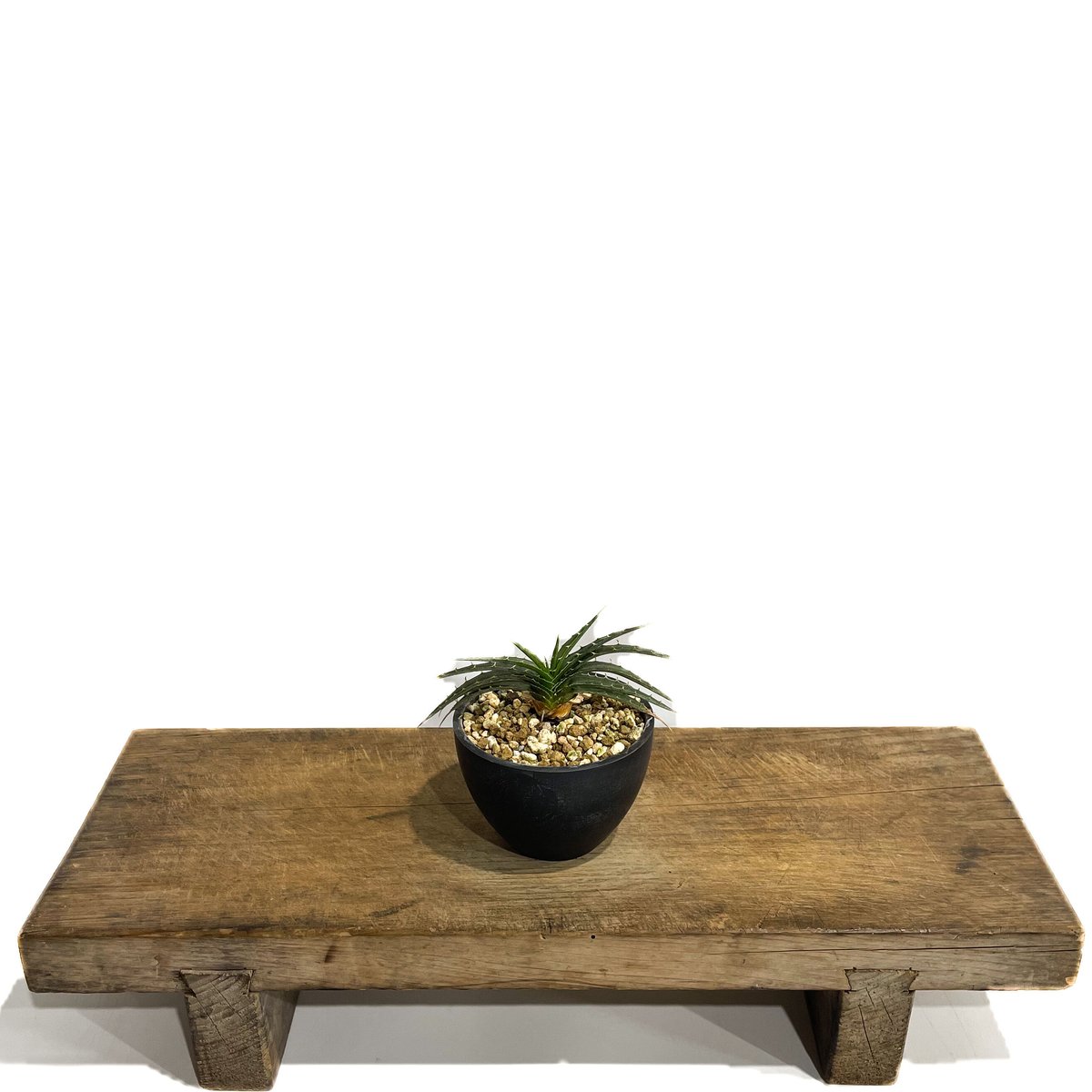Dyckia 'Smile' (Dwarf type hybrid) ディッキア ディッキア スマイル (ドワーフ タイプ ハイブリッド)「Dyckia Smile