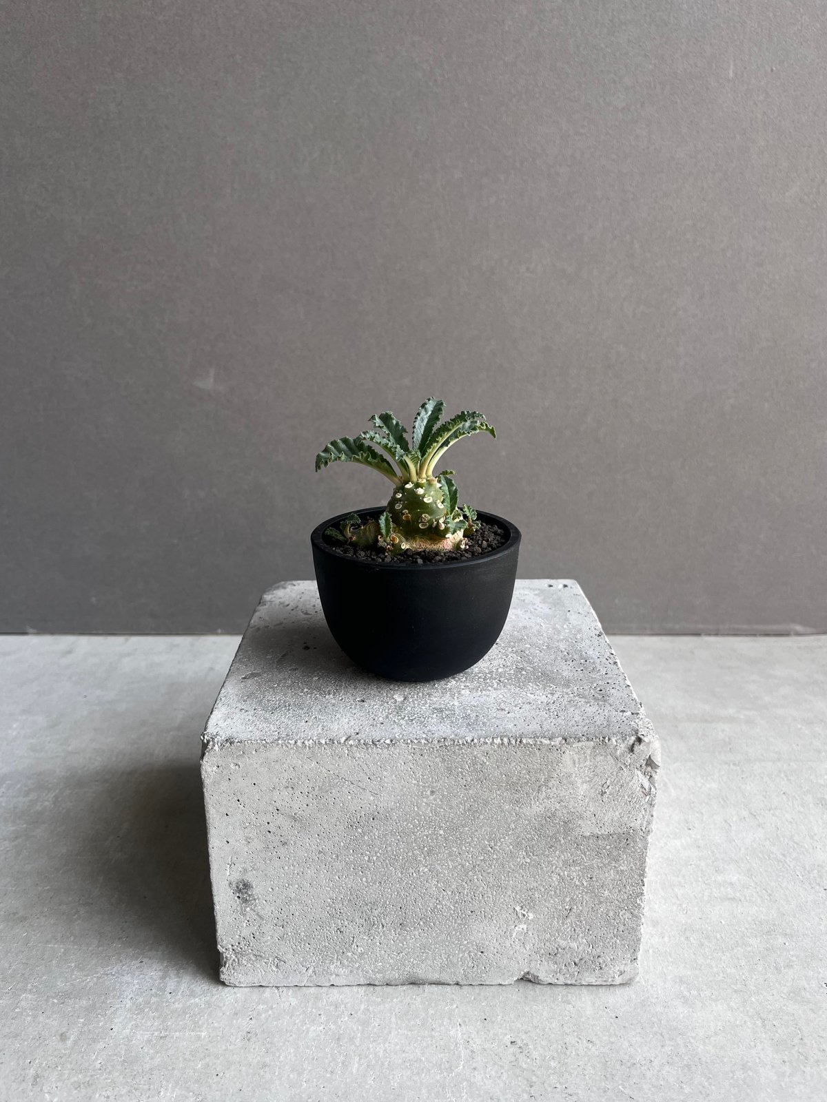 ドルステニア ラブラニー 【高さ30cm】 isla del pescado - Dorstenia lavrani-ドルステニア・ラブラニー