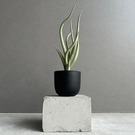 サンスベリア | STORES