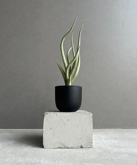 鬼コレクション株】サンスベリア ベンジャロン(子株2つ付) 鬼