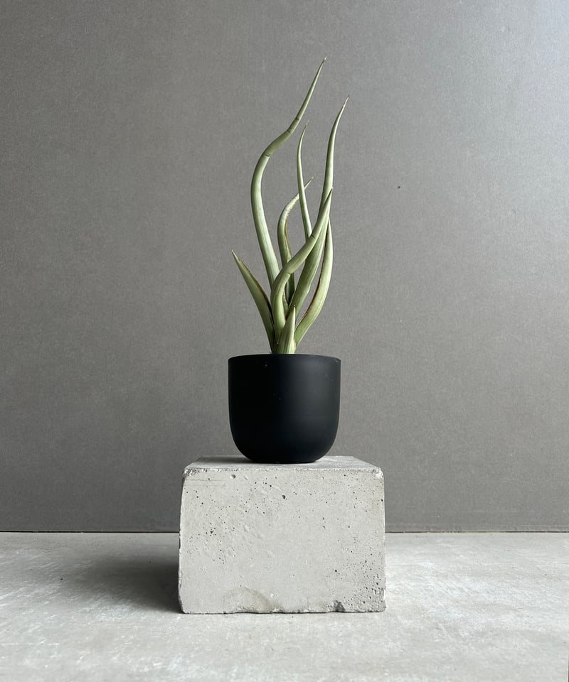 サンセベリア シルバー スパイラル「Sansevieria Silver Spiral (b