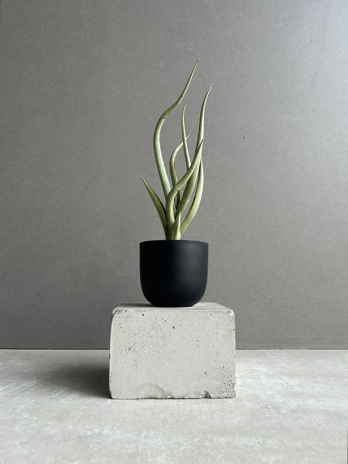 サンセベリア シルバー スパイラル「Sansevieria Silver Spiral (b