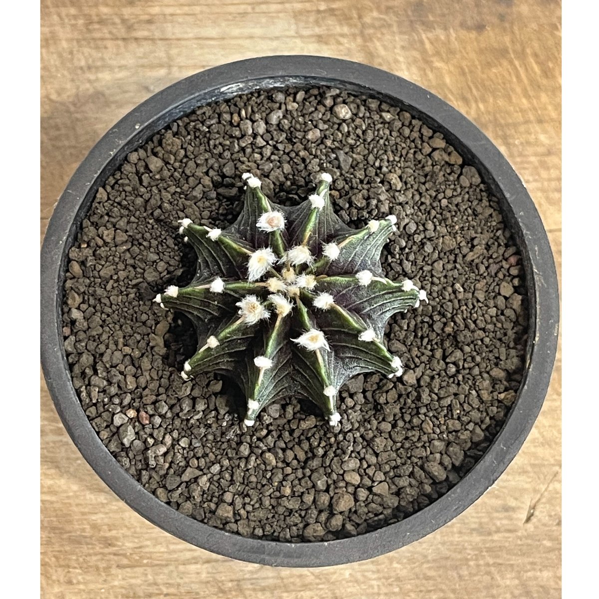 ギムノカリキウム フリードリヒ “VOS1241” KG 「Gymnocalycium fr ギムノカリキウム フリードリヒ “VOS1241” KG 「Gymnocalycium fr