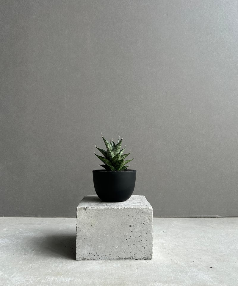 サンセベリア ブラック キャッスル「Sansevieria Black Castle 」49I