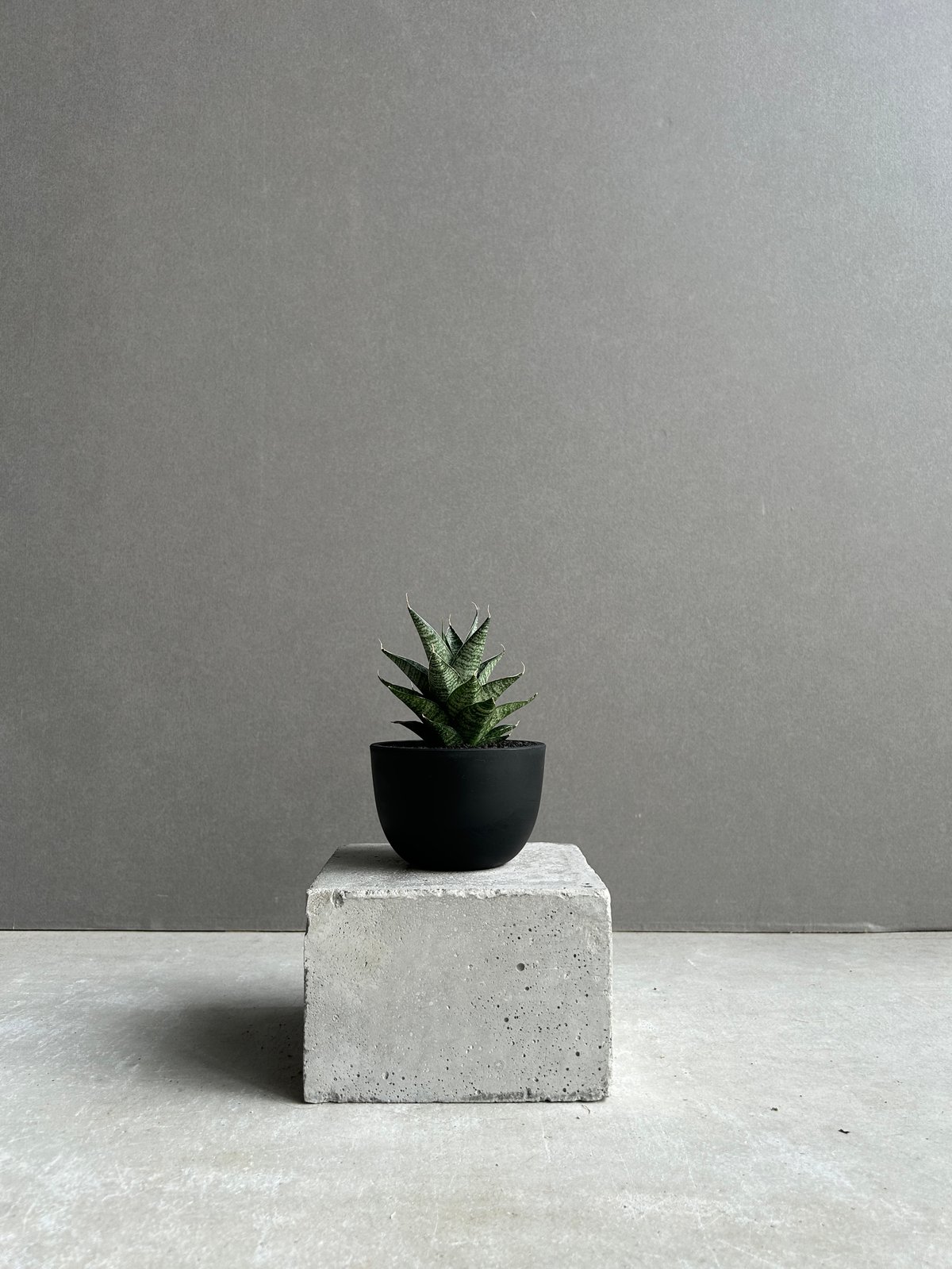 サンセベリア ブラック キャッスル「Sansevieria Black Castle 」49I