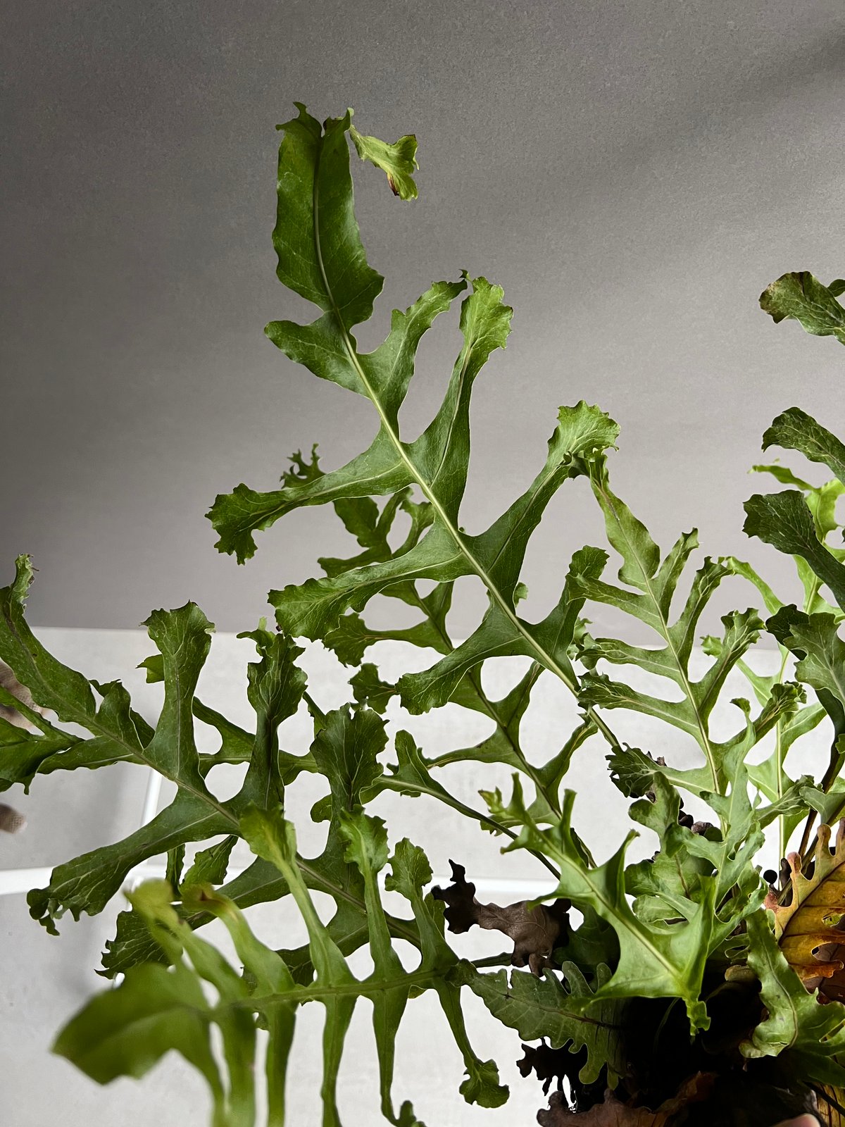 ドリナリア クエルシフォリア '変異種' 「Drynaria quercifolia 'Mut
