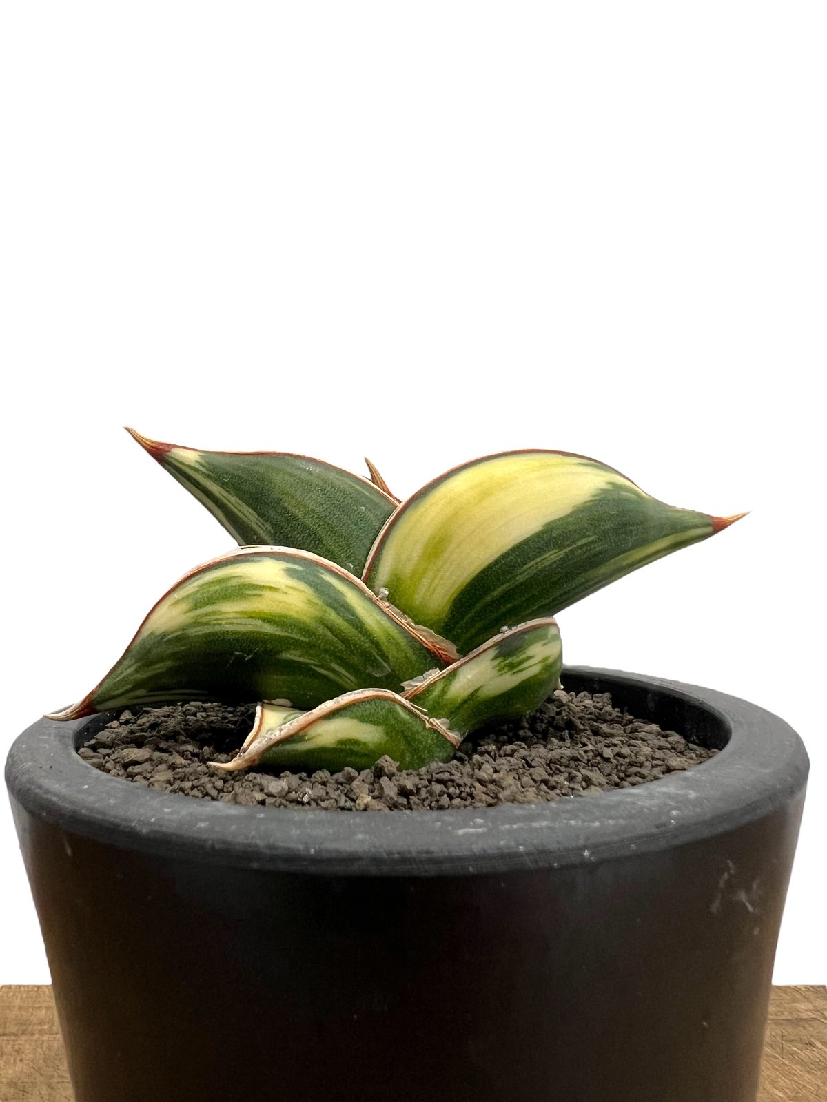 サンセベリア ロリダ 斑入 「Sansevieria rorida variegated」13