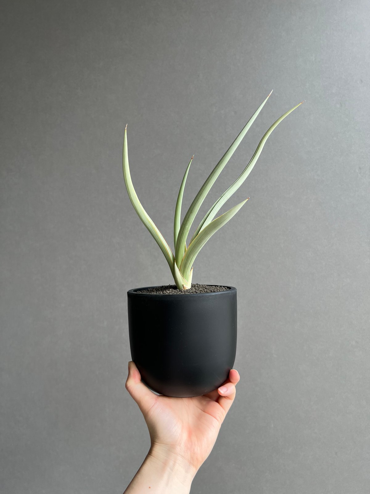 サンセベリア ダンシング ドラゴン 「Sansevieria Dancing Dragon 