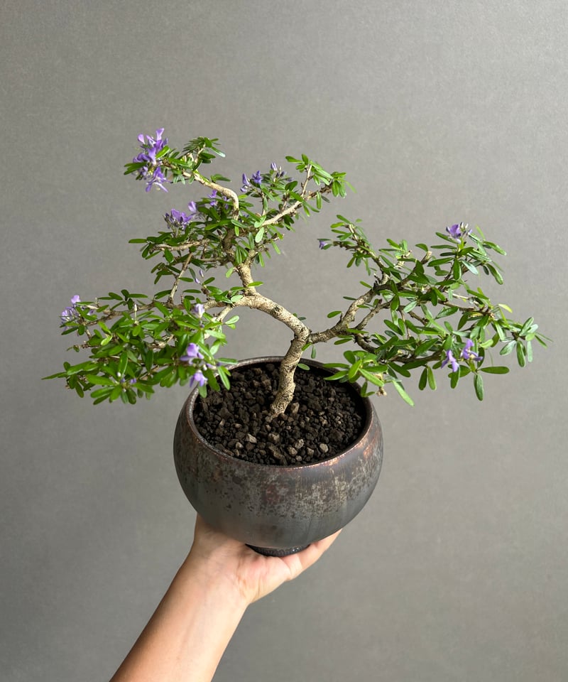 うち” 盆栽+ object by 1218 「“UCHI” BONSAI 」15I | S
